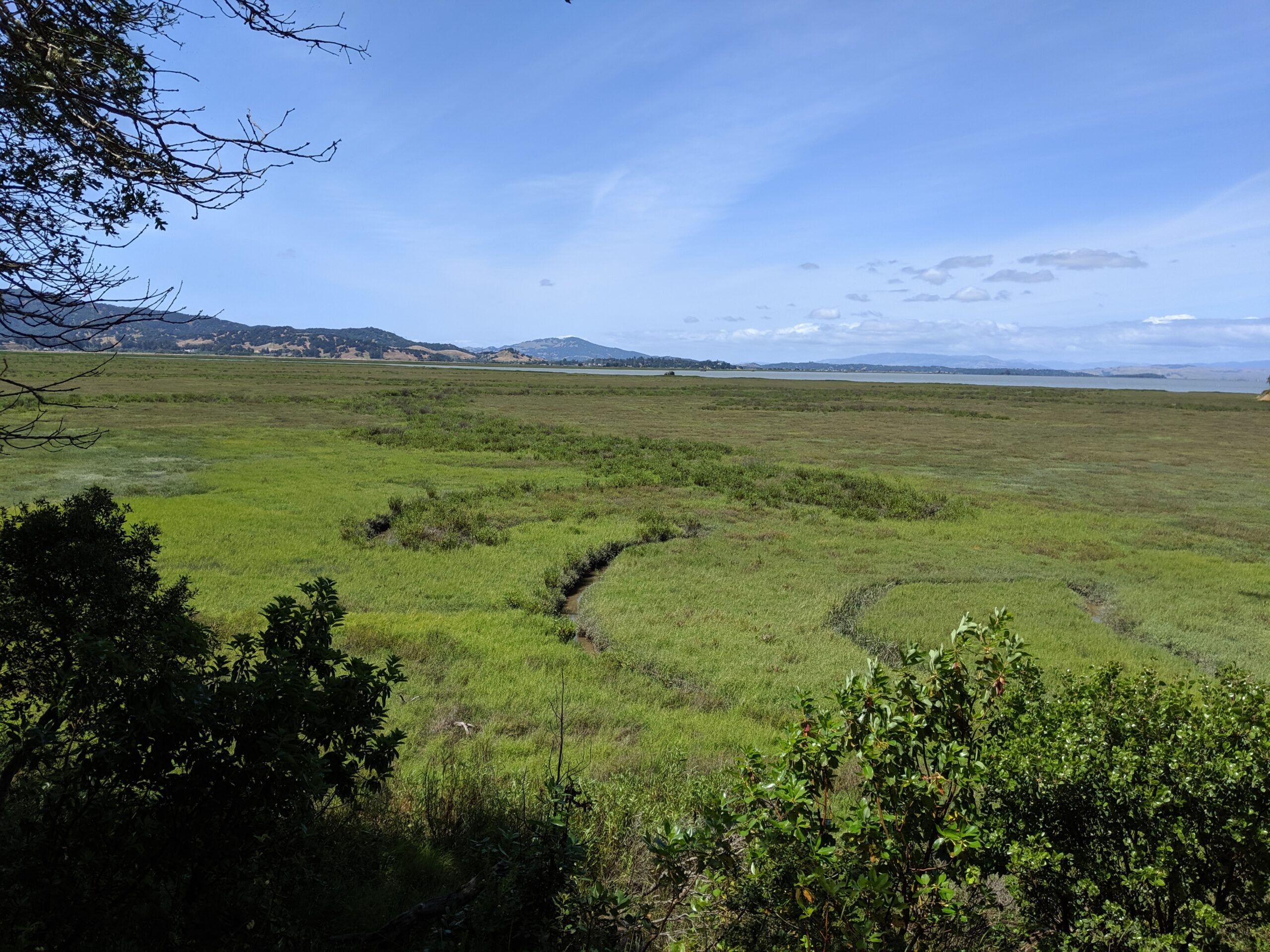 Hillside with trees and grass